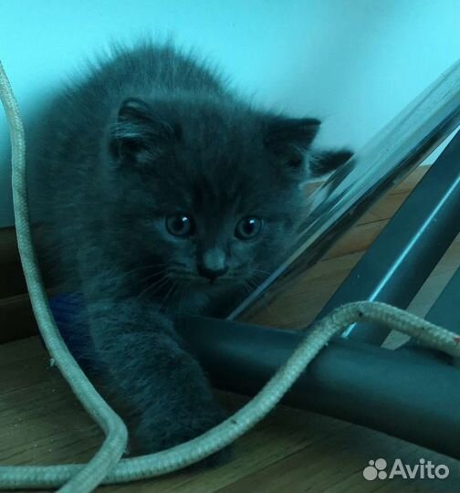 Шотландские котята