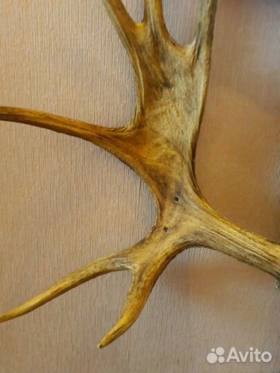 Рога лося для идей декора и интерьера и мебели