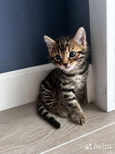 Бенгальские котята