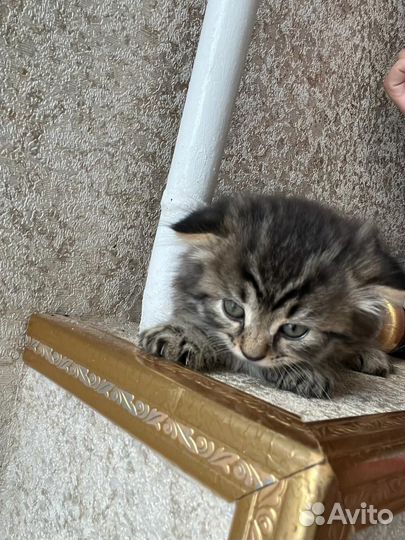 Котята девочки, отдаем в добрые руки