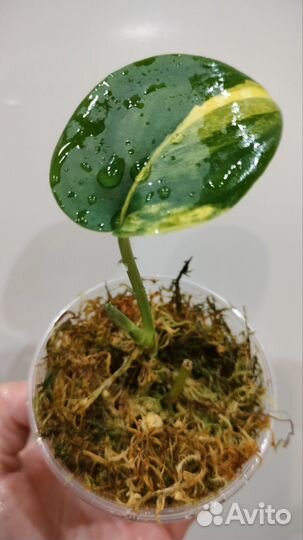 Сциндапсус Жаде Сатин,Филодендрон Whipple Way