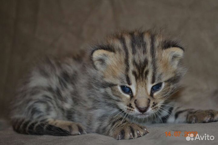 Бенгальские мальчики Ф1 от длк