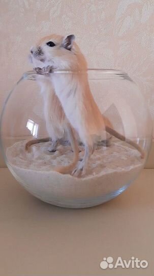 Монгольская песчанка (разноцветные детки)