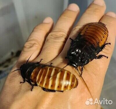 Таракан, сверчок, зофобас