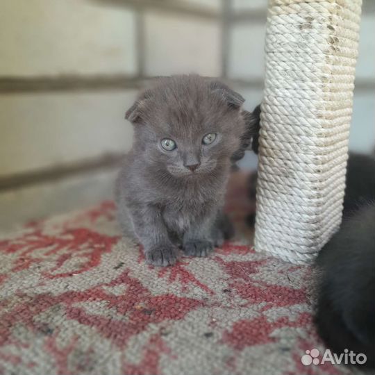 Кошки в добрые руки бесплатно