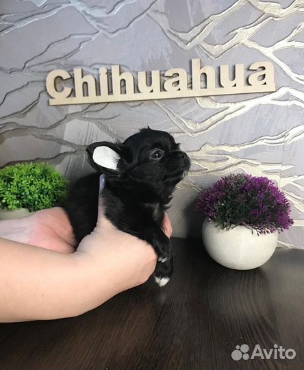 Чихуахуа девочка длинношерстная РКФ