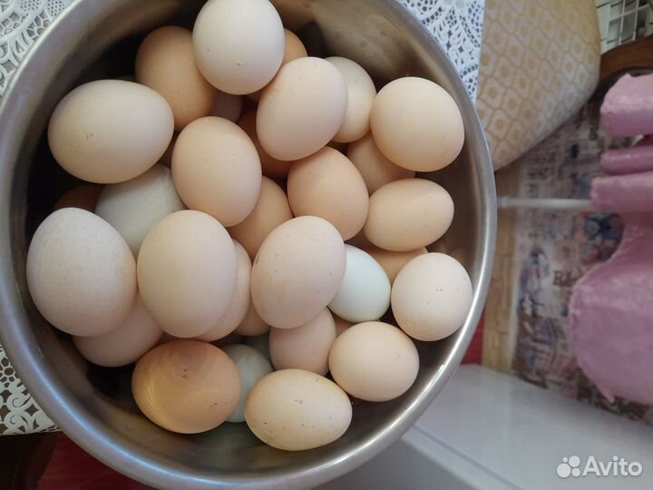 Домашние куриные яйца