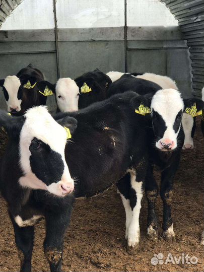 Бычки телята