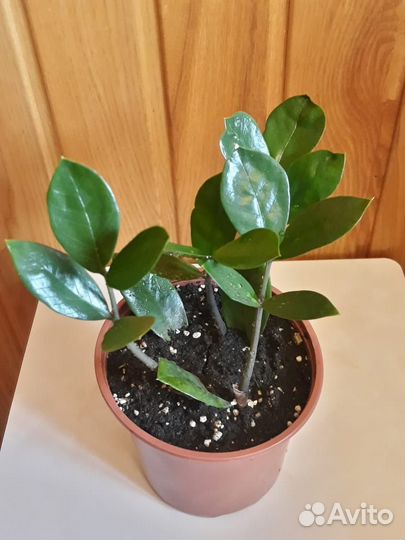 Замиокулькас