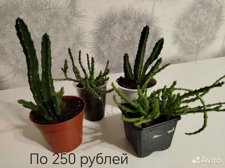 Кактус и суккуленты