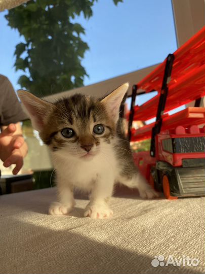 Отдам котёнка в добрые руки