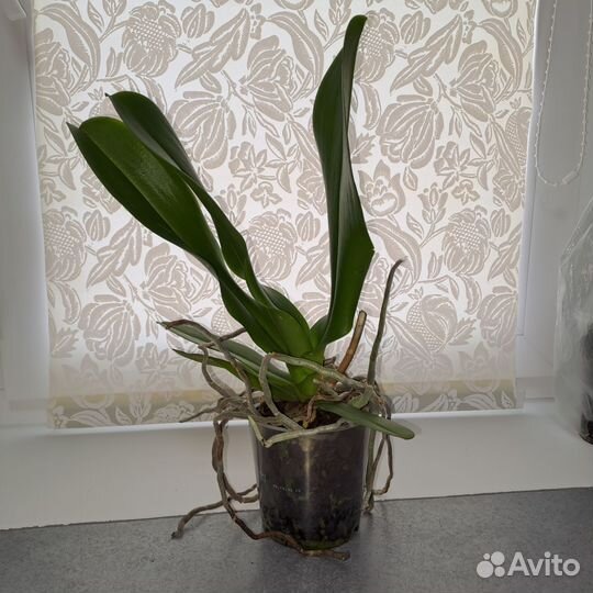 Орхидея фаленопсис Oxford