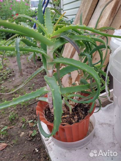 Алоэ столетник