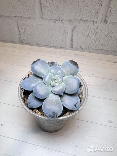 Graptopetalum superbum variegata суккуленты детки