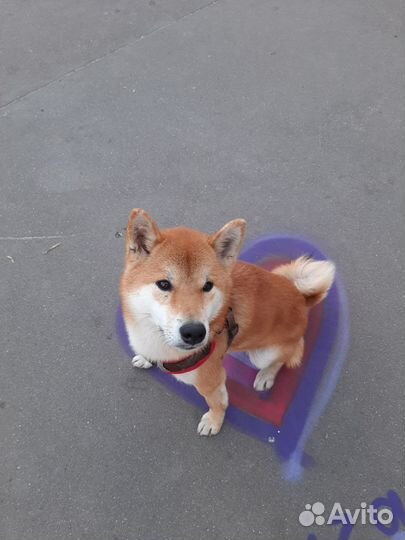 Кобель на вязку сиба ину