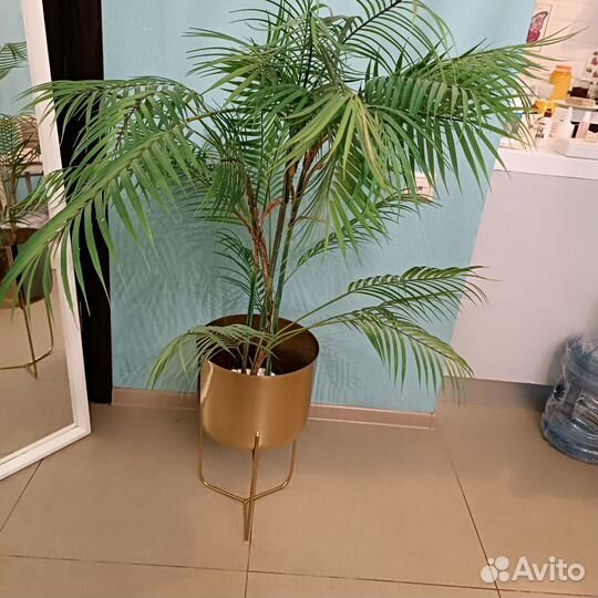 Кашпо с пальмой