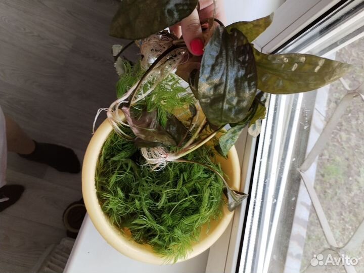 Растения для флорариума