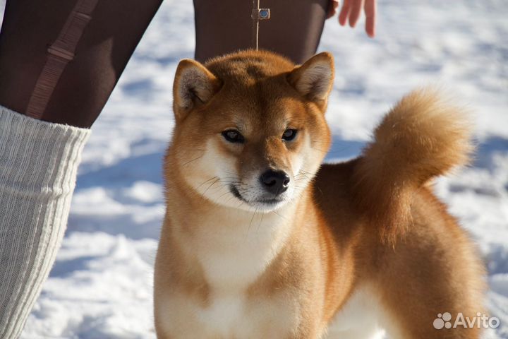 Сиба ину кобель для вязки
