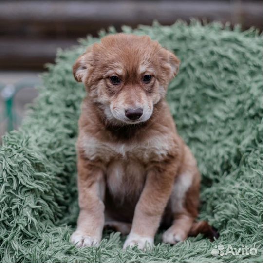 Щенок девочка в добрые руки