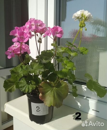 Герань / пеларгония зональная