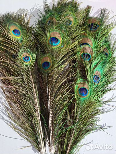 Перья павлина натуральные