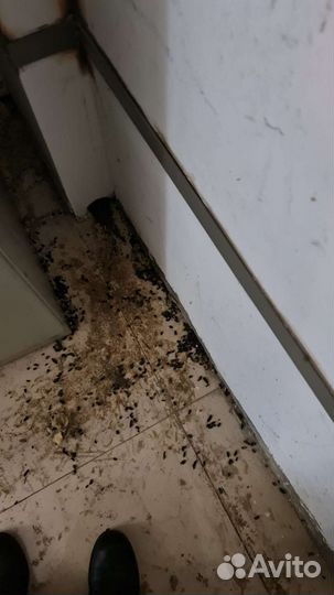 Обработка квартир домов и участков