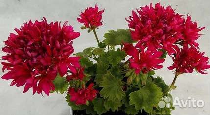 Kitbridge, Лотта Лумберг стеллары пеларгония мини