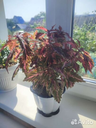 Колеусы сортовые