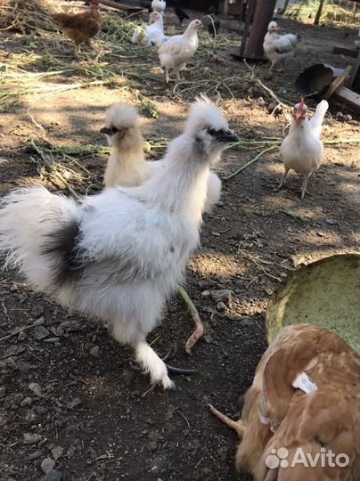 Куры молодки