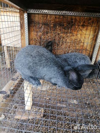 Кролик породы полтавское серебро