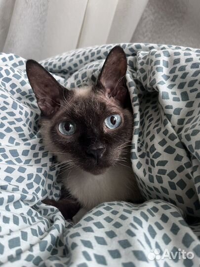 Кошка