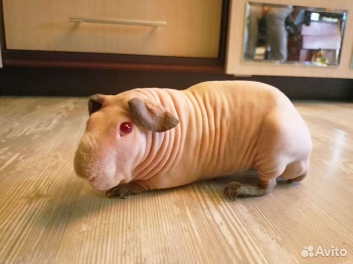 Самец Скинни Вязка