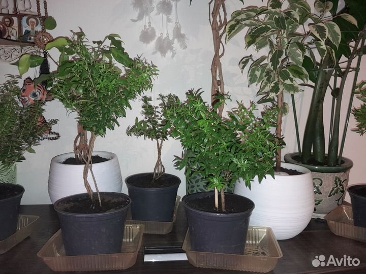 Мирт взрослый