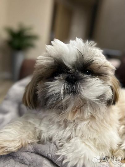 Ши-тцу вязка