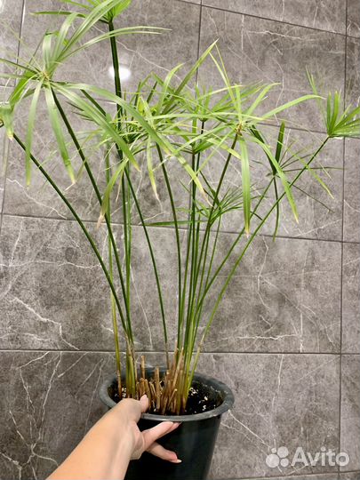 Сингониум, циперус