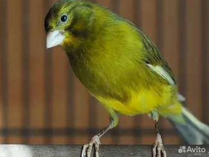 Кенара и канарейки