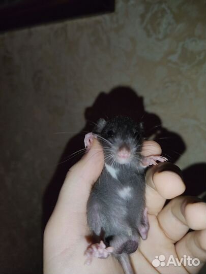 Декоративная крыса
