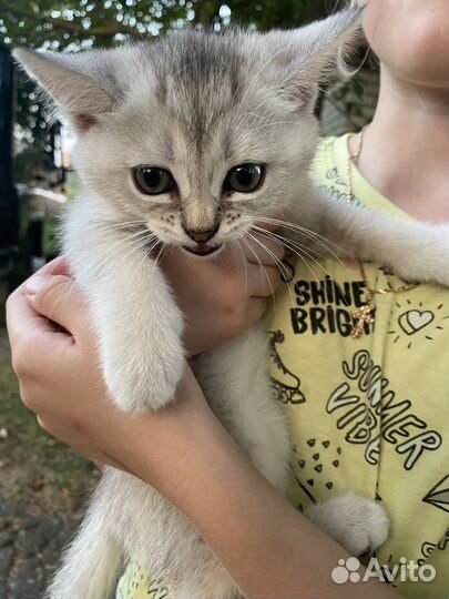 Кошечка в добрые руки