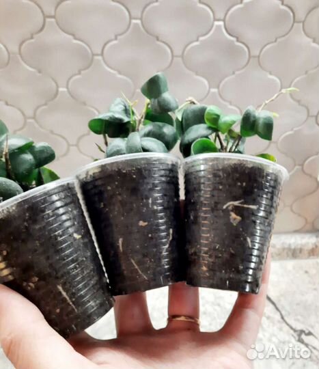 Фикус кудрявый Барок