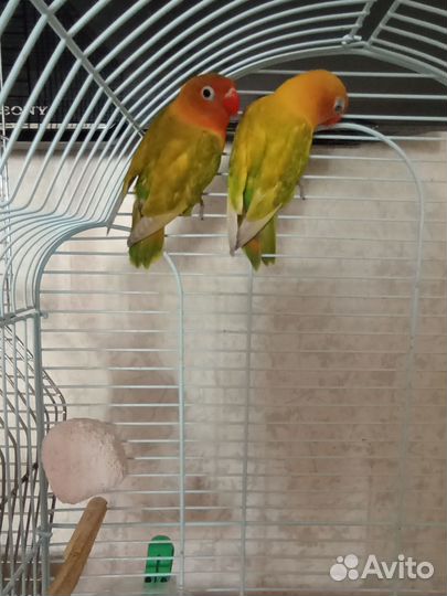 Попугай неразлучники