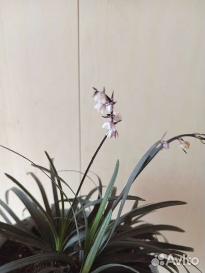 Офиопогон нигер