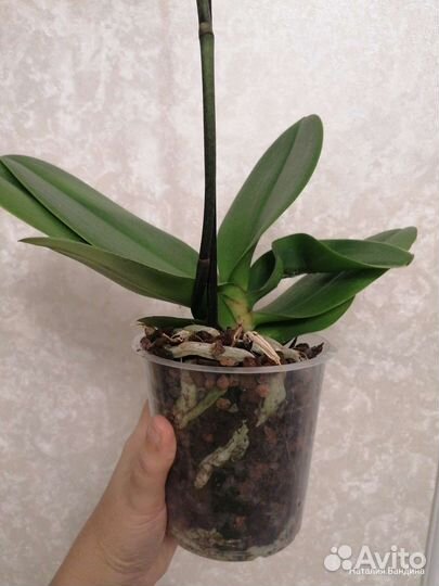 Орхидея биглип