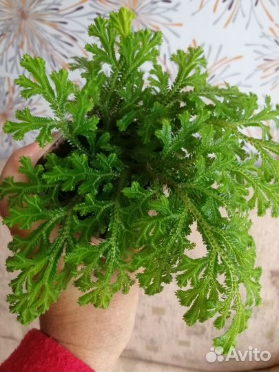 Селагинелла (плаунок)