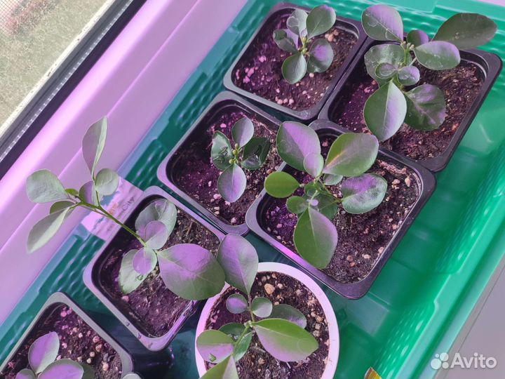 Жасмин Мурайя