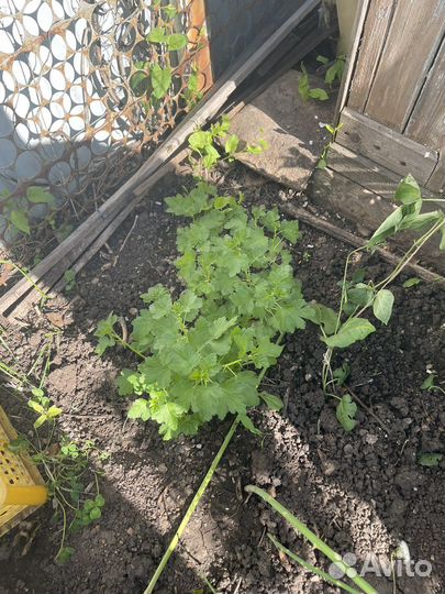 Рассада цветы и овощей