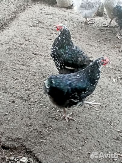 Орпингтоны молодые