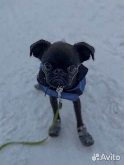 Передержка у кинолога / передержка с дрессировкой