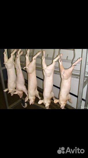 Молочный поросёнок