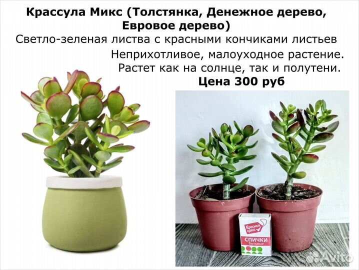 Комнатные Цветы декоративные разные