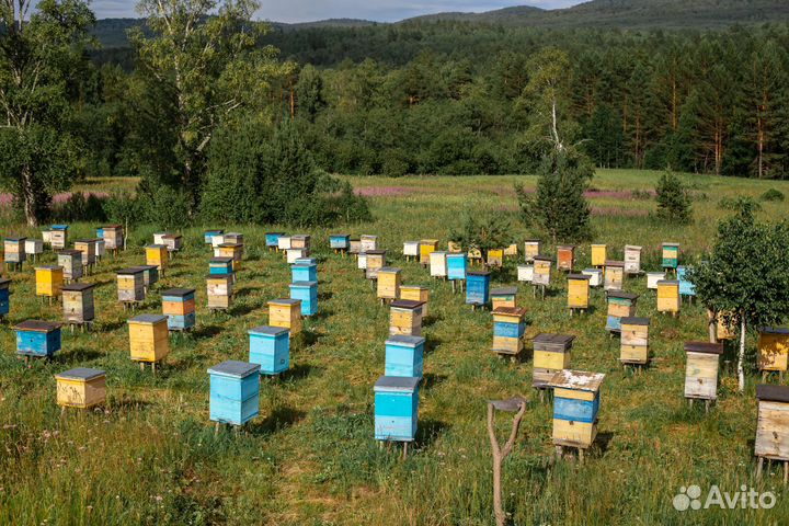 Пчелопакеты среднерусской (башкирской) породы